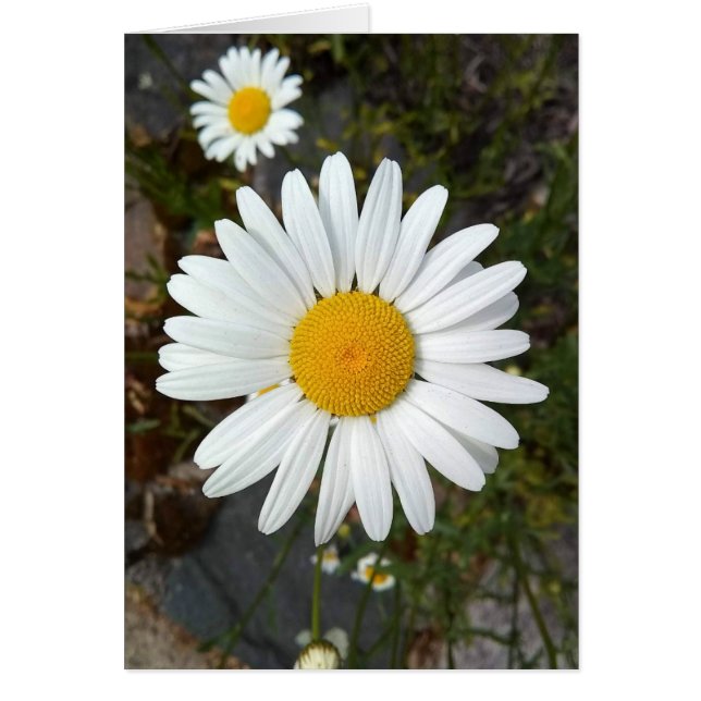 Blankokarte für Perky White Daisy Blume (Vorne)