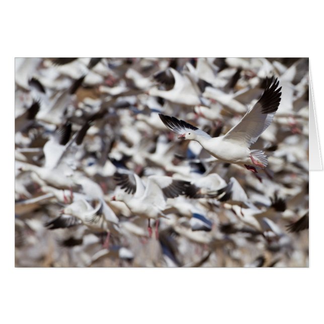 Blase (Vorderseite (Horizontal))