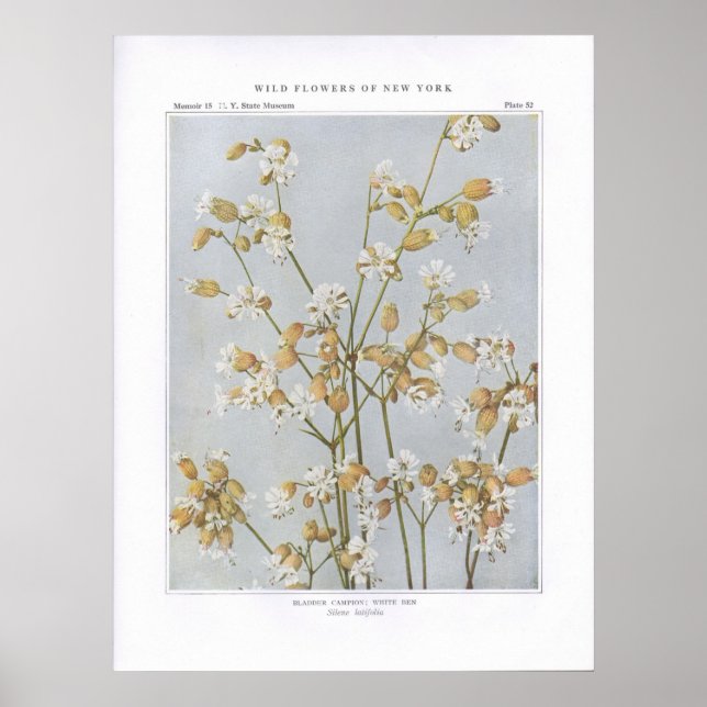 Blase Campion; White Ben - Silene latifolia Poster (Vorne)