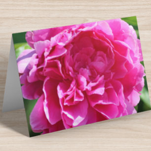 Bläsernblank Inside Hübsch rosa Elegant geklappt