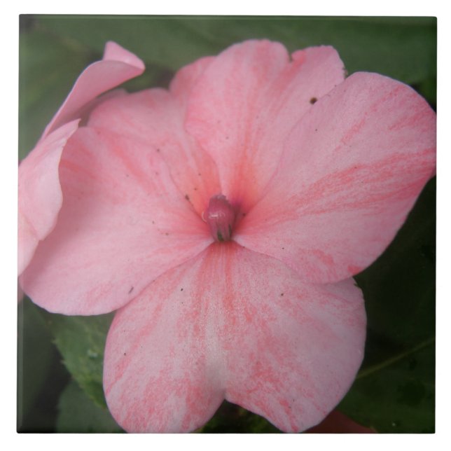 Blass Pink Impatians Blume Tile Fliese (Vorderseite)