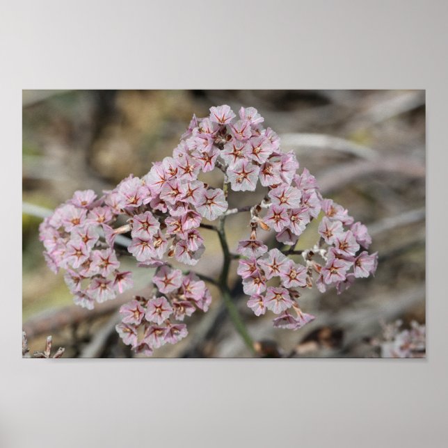 Blass Pink Sea Lavendel Papierblüte Blume Blütenbl Poster (Vorne)