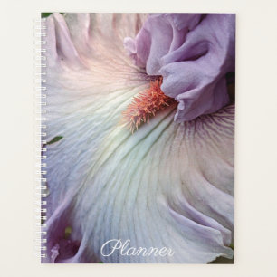 Blassbärtige Lila Iris Planer