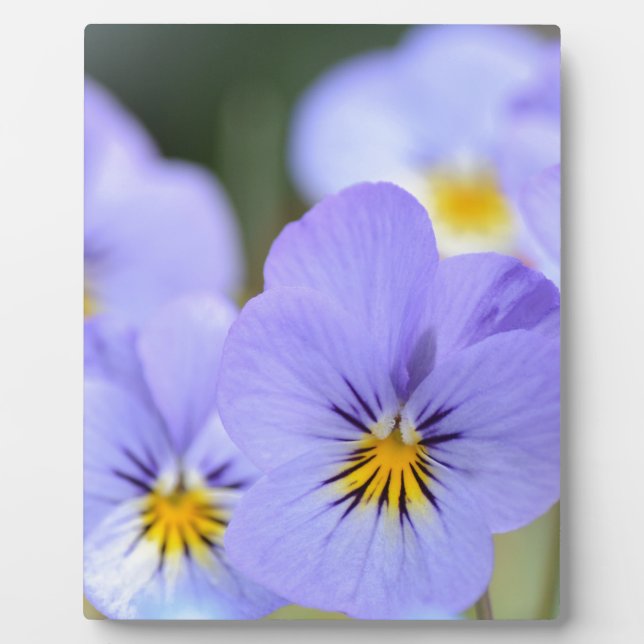 Blassblaue Stiefmütterchen Fotoplatte (Vorderseite)