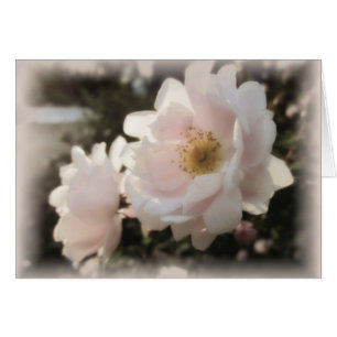 Blasse altmodische Rosen