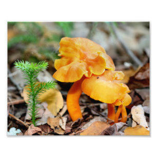 Blasse Orange Wildpilze 10x8 Natur Fotodruck