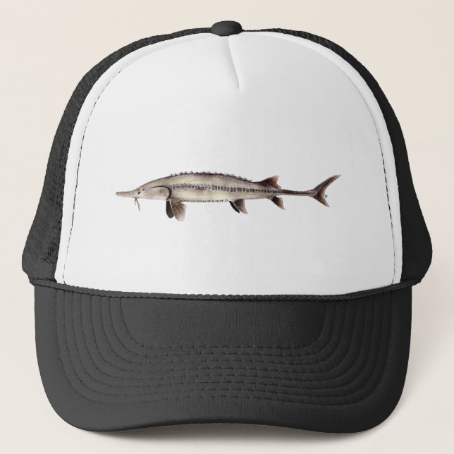 Blasser Stör - Scaphirhynchus albus Truckerkappe (Vorderseite)