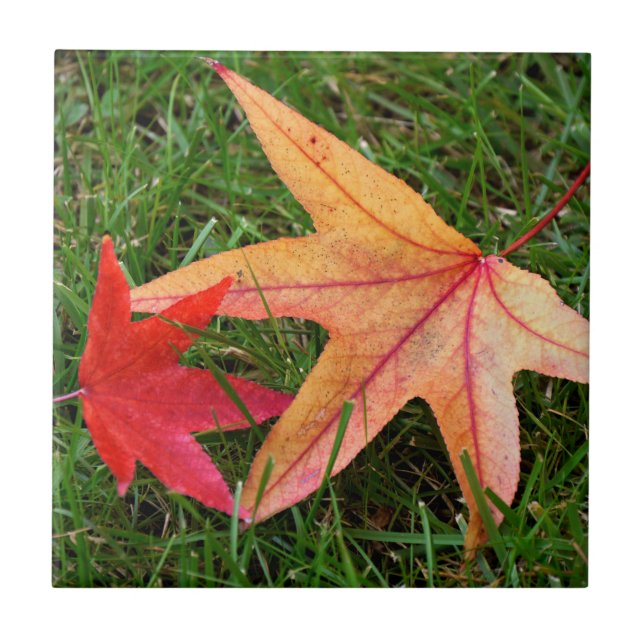 Blassfarbenes Ahornleaf Fliese (Vorderseite)