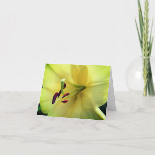 Blassgelbe Lilienblüten-Fotografie