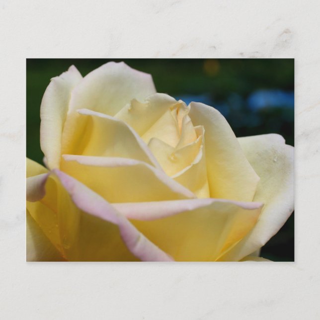 Blassgelbe Rose Blume Postkarte (Vorderseite)