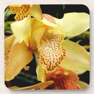 Blassgelbes Cymbidium Orchidealer HartplastikUnter Getränkeuntersetzer