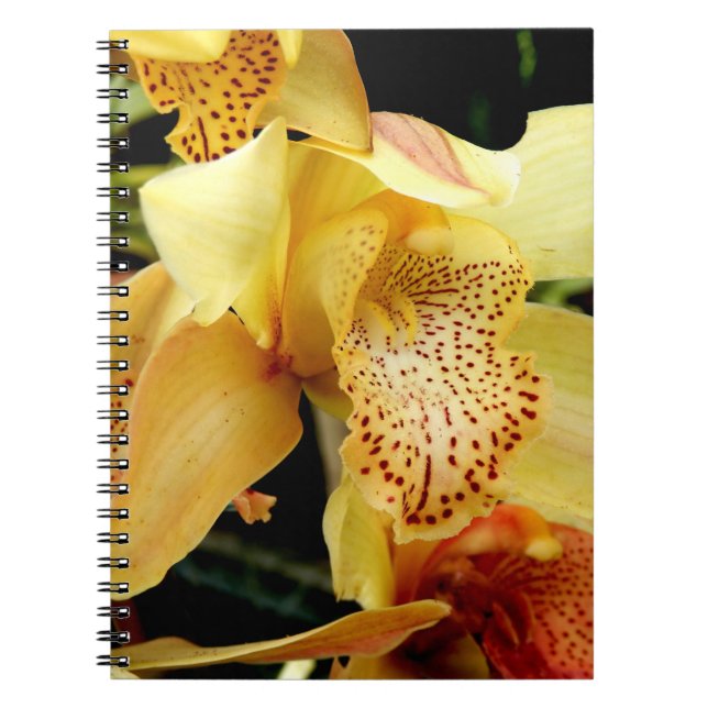 Blassgelbes Cymbidium Orchideen-Foto-Notebook Notizblock (Vorderseite)
