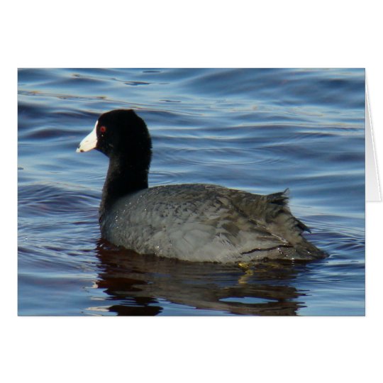 Blässhuhn des Common-B0027 Karte