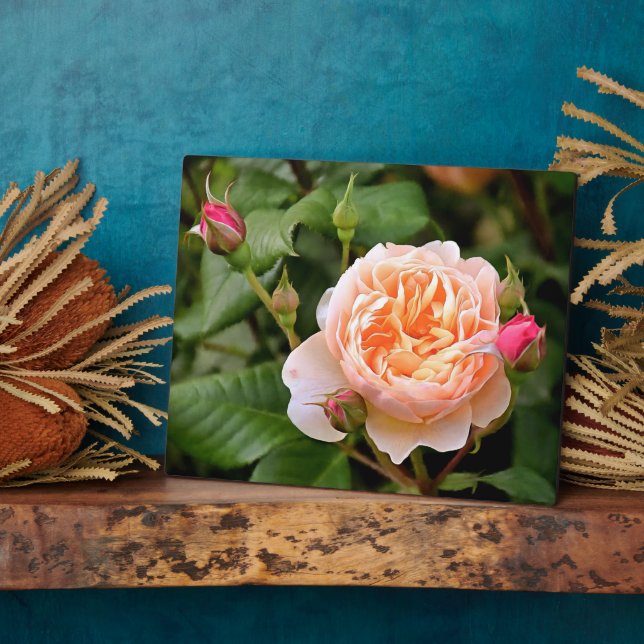 Blassorange Rose und Buds Fotoplatte (Seite)