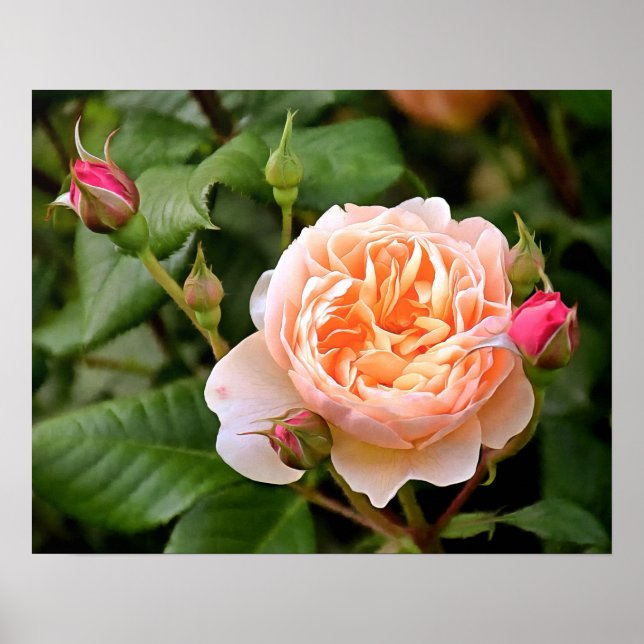 Blassorange Rose und Buds Poster (Vorne)