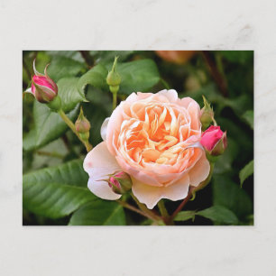 Blassorange Rose und Buds Postkarte