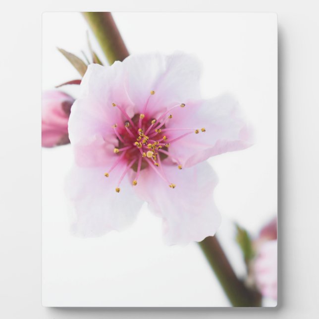Blassrosa Blume Fotoplatte (Vorderseite)