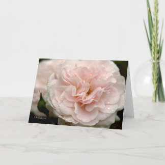 Blassrosa Rose mit Regentropfen Karte