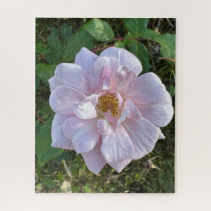 Blassrosa Rose, Oakland