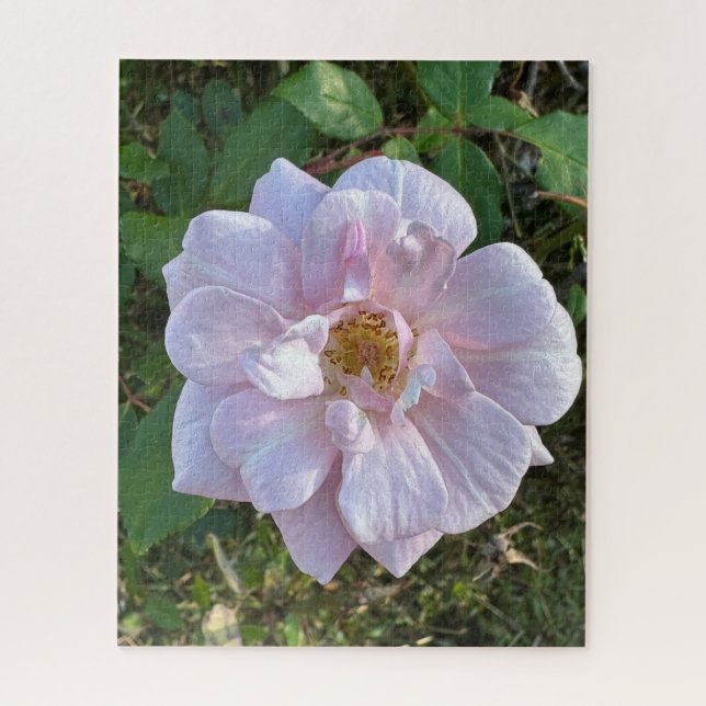 Blassrosa Rose, Oakland (Vertikal)