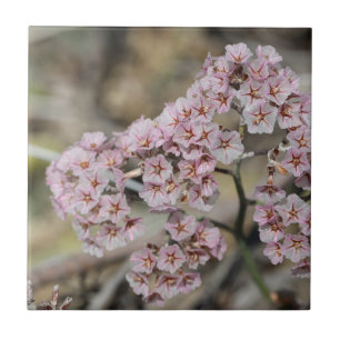 Blassrosa Strandflieder Papierblom Blumen Floral Fliese