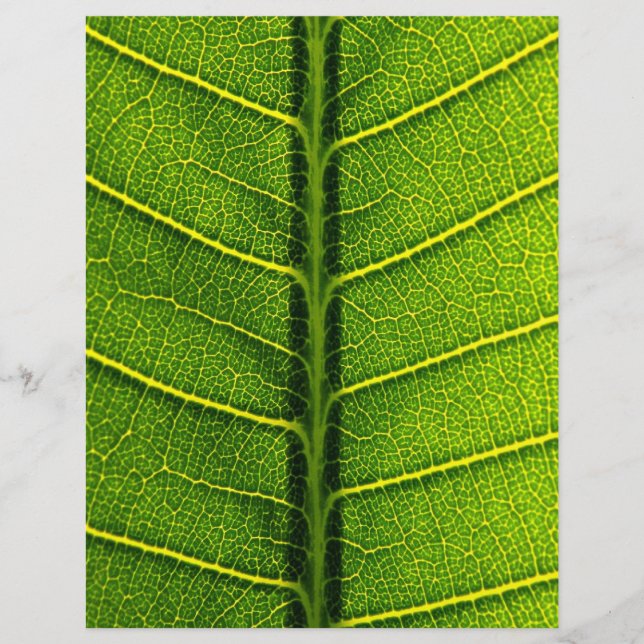 Blatt (Vorne)