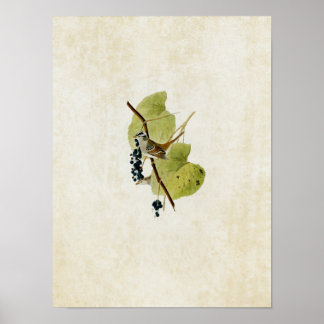 Blatt 114 | Weißkronenammer Poster