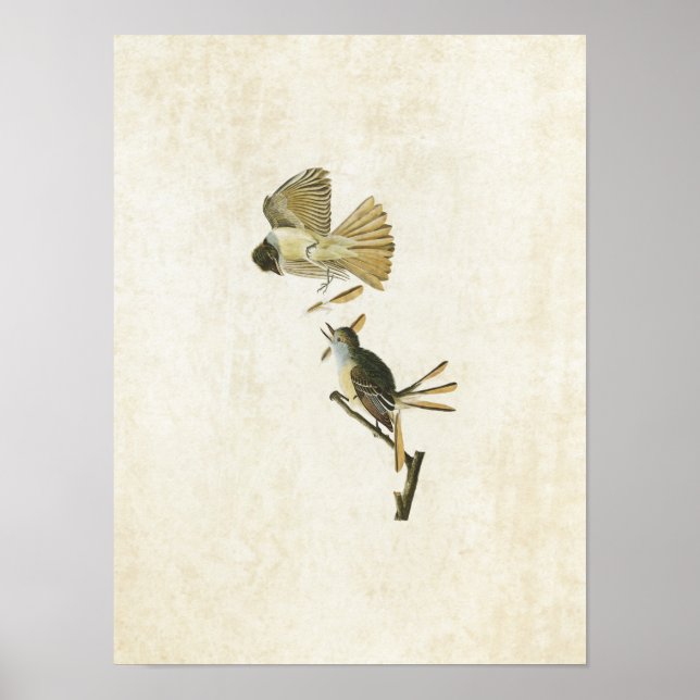 Blatt 129 | Great Created Flycatcher Poster (Vorne)