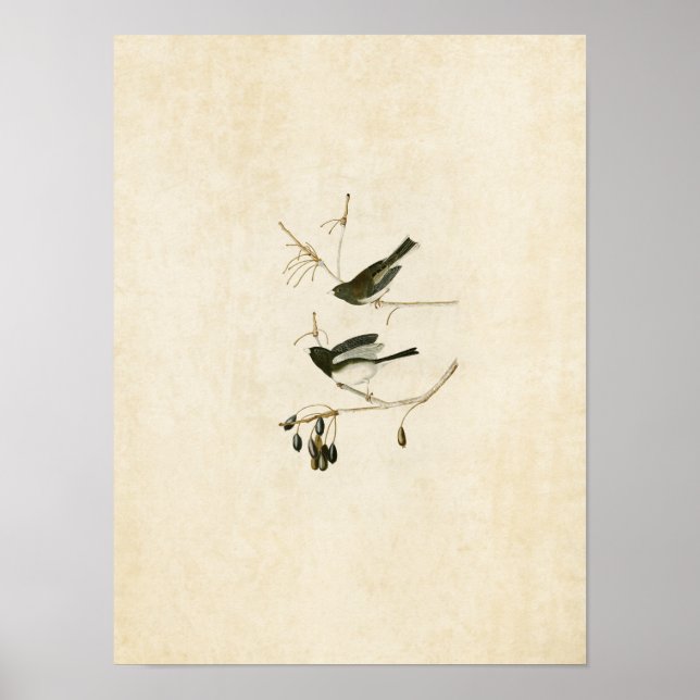 Blatt 13 | Snow Bird | Vögel in Amerika Poster (Vorne)