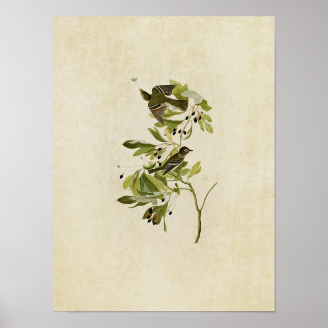 Blatt 144 | Kleiner grüner Flycatcher Poster (Vorne)