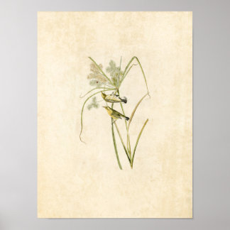 Blatt 14 | Prairie Warbler | Vögel in Amerika Poster
