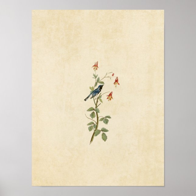 Blatt 155 | Schwarz-Rot-Blau-Warbler Poster (Vorne)