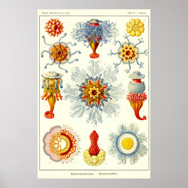 Blatt 17. Siphonophores. Poster (Vorne)