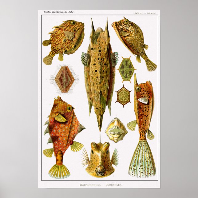 Blatt 42. Ostraciontes. Poster (Vorne)