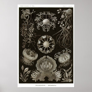 Blatt 73. Ascomyceten. Poster