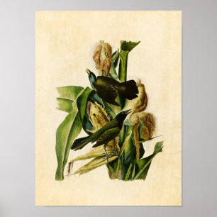 Blatt 7   Lila Grakle oder Crow Blackbird Poster