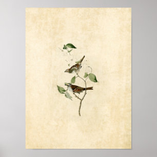 Blatt 8 Weißwurzelammer Poster