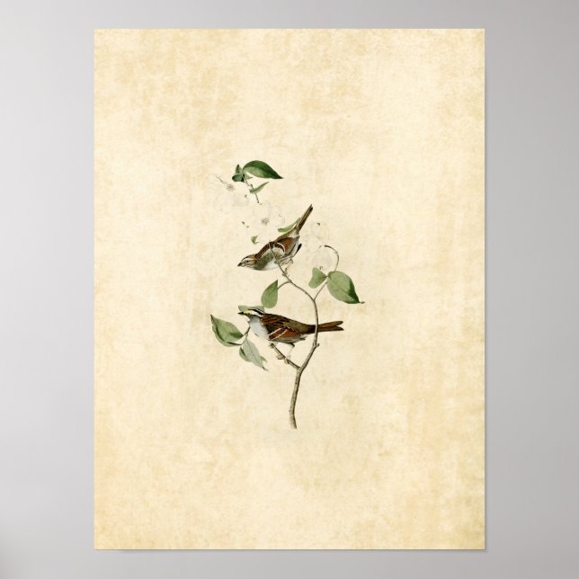 Blatt 8 | Weißwurzelammer Poster (Vorne)
