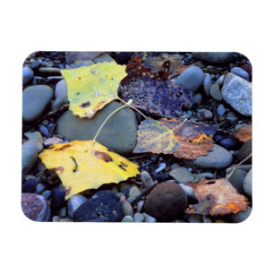 Blatt der Fremont-Pappel in der Aue Magnet