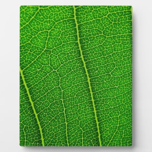 Blatt Fotoplatte