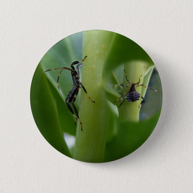 Blatt-füßiger Wanze ~ Knopf Button (Vorderseite)