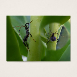 Blatt-füßiges Wanze ~ ATC