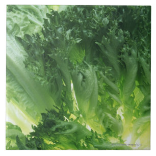 Blatt-Kopfsalat Fliese