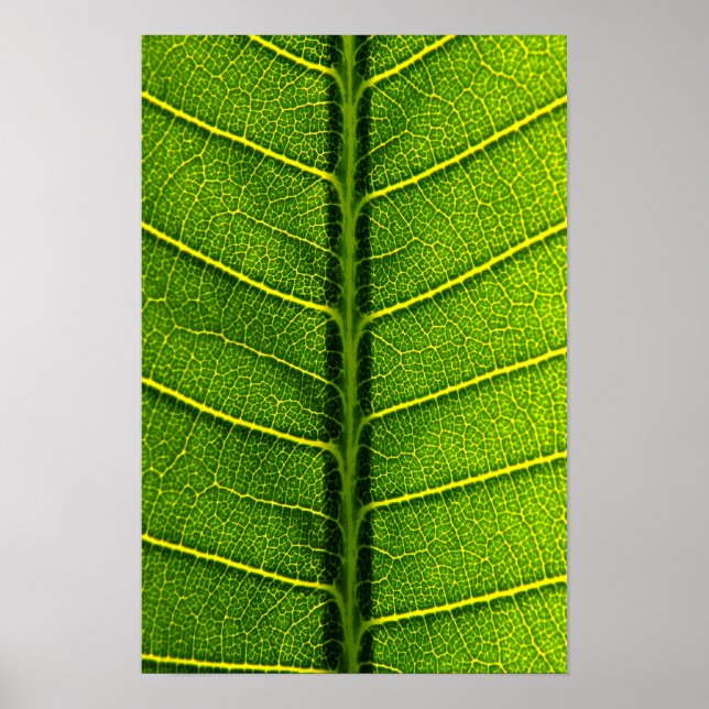 Blatt Poster (Vorne)
