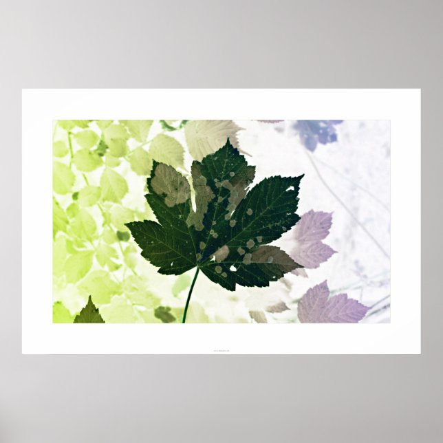 Blatt Poster (Vorne)