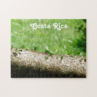 Blatt-Schneider-Ameisen in Costa Rica