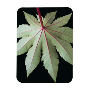 Blatt und Stamm Magnet