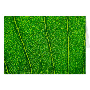 Blätter