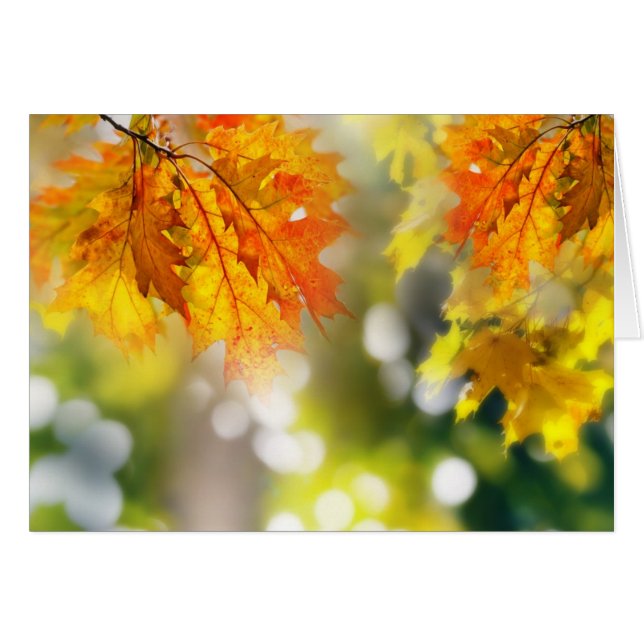 Blätter an den Ästen im Herbstwald (Vorderseite (Horizontal))