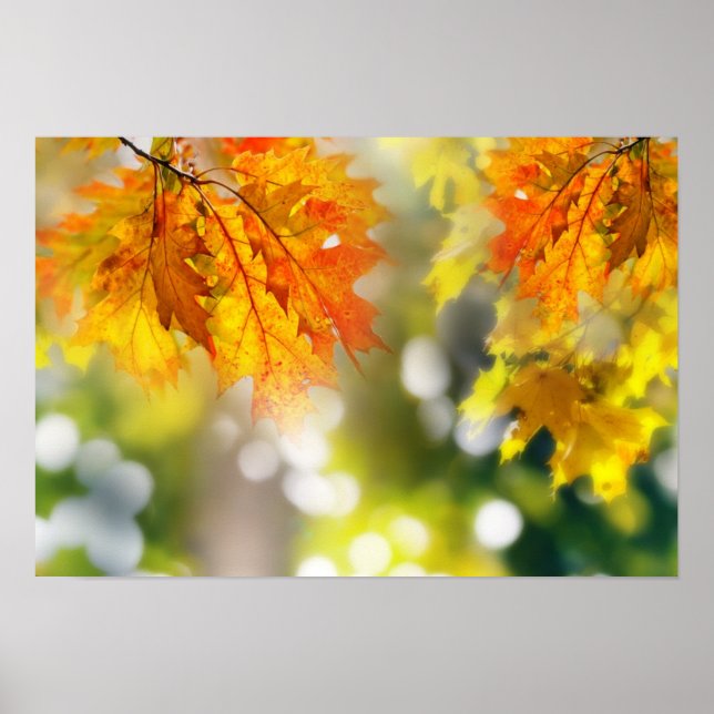 Blätter an den Ästen im Herbstwald Poster (Vorne)